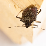 Getting Rid Of Stink Bugs In The House