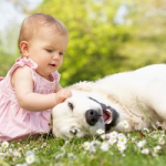 Dog And Crawling Baby: Living Together