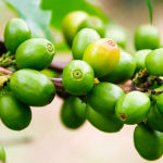 Top 8 Science-Based Health Benefits Of Green Coffee Bean